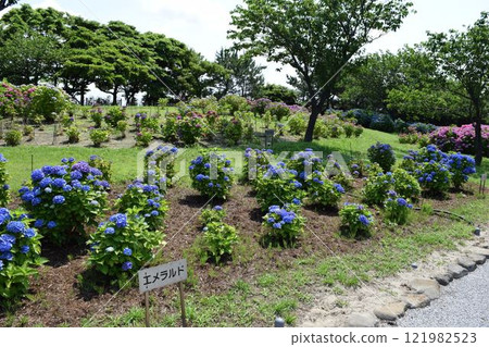 Early summer flowers Hydrangea garden Early summer flowers Hydrangea garden 121982523