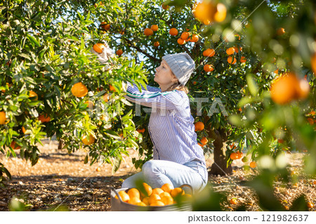 Positive skillful middle-aged woman farmer in plaid shirt harvesting fresh mandarins in orchard on sunny day Positive skillful middle-aged woman farmer in plaid shirt harvesting fresh mandarins in orchard on sunny day 121982637