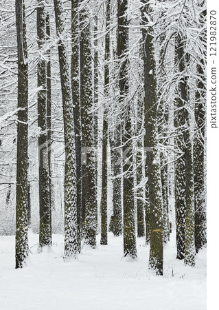 The heavy snowfall in a wild park, winter fairy tale in the forest, snow-covered tree branches, large flakes of snow are slowly falling, nobody, snow storm, blizzard The heavy snowfall in a wild park, winter fairy tale in the forest, snow-covered tree branches, large flakes of snow are slowly falling, nobody, snow storm, blizzard 121982870