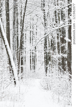The heavy snowfall in a wild park, winter fairy tale in the forest, snow-covered tree branches, large flakes of snow are slowly falling, nobody, snow storm, blizzard The heavy snowfall in a wild park, winter fairy tale in the forest, snow-covered tree branches, large flakes of snow are slowly falling, nobody, snow storm, blizzard 121982877