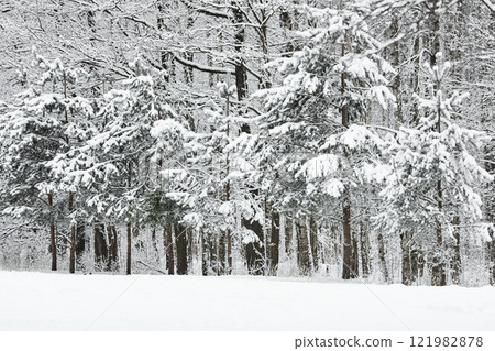 The heavy snowfall in a wild park, winter fairy tale in the forest, snow-covered tree branches, large flakes of snow are slowly falling, nobody, snow storm, blizzard The heavy snowfall in a wild park, winter fairy tale in the forest, snow-covered tree branches, large flakes of snow are slowly falling, nobody, snow storm, blizzard 121982878