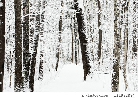 The heavy snowfall in a wild park, winter fairy tale in the forest, snow-covered tree branches, large flakes of snow are slowly falling, nobody, snow storm, blizzard 121982884