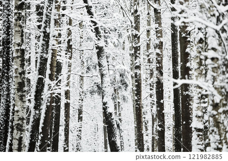 The heavy snowfall in a wild park, winter fairy tale in the forest, snow-covered tree branches, large flakes of snow are slowly falling, nobody, snow storm, blizzard 121982885