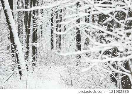 The heavy snowfall in a wild park, winter fairy tale in the forest, snow-covered tree branches, large flakes of snow are slowly falling, nobody, snow storm, blizzard 121982886