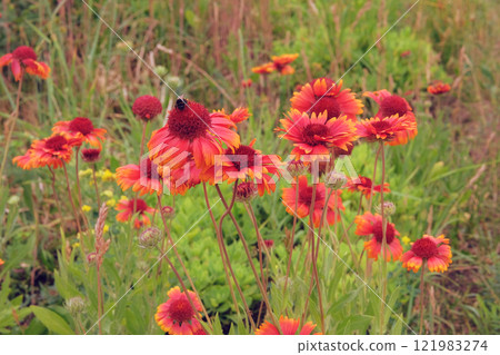 Flowers of Gaillardia is growing in garden. Plant of Aster family. Brightly colored flowers in meadow. Sunny day. Flowers of Gaillardia is growing in garden. Plant of Aster family. Brightly colored flowers in meadow. Sunny day. 121983274