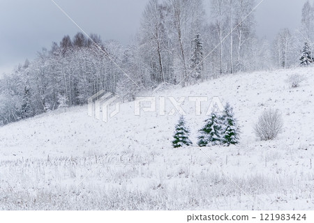 Two small pine trees covered with snow stand in a snowy field on a cloudy winter day. 121983424