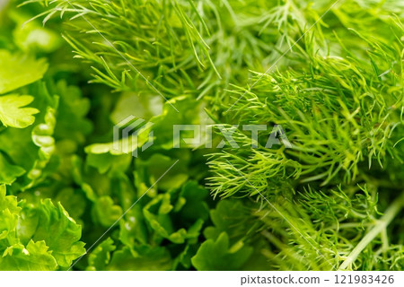 Fresh Dill and Parsley Isolated on a White Background for Cooking and Garnishing Dishes and Salads 121983426