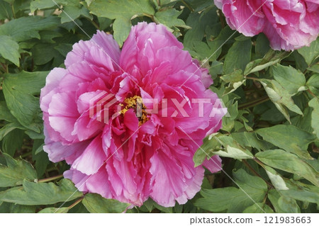 Button Button 121983663