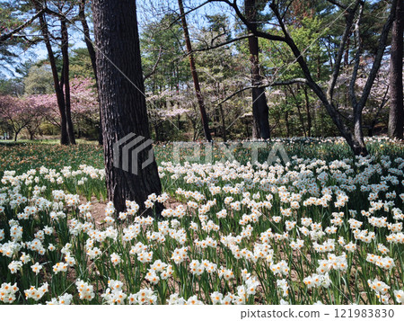 Daffodils in the shade of the trees at Hitachinaka Seaside Park Daffodils in the shade of the trees at Hitachinaka Seaside Park 121983830