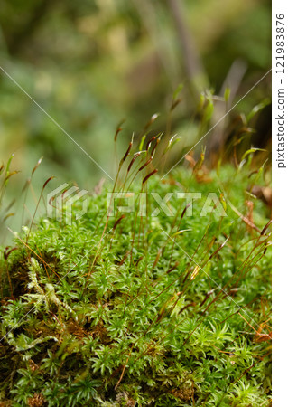 Green carpet of Selwyn's smoothcap moss on the damp rainforest. Green carpet of Selwyn's smoothcap moss on the damp rainforest. 121983876