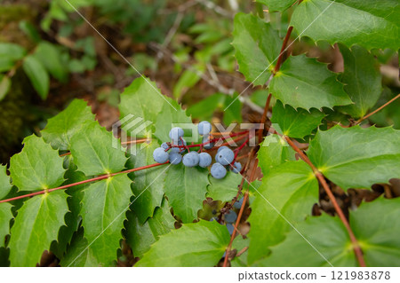 Shrub with prickly leaves and blue berries of Mahonia aquifolium. 121983878