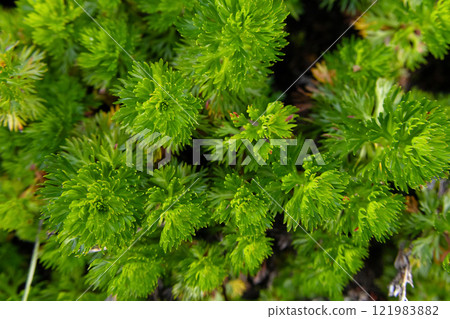 Luetkea or partridgefoot green shrub is growing in alpine meadow. 121983882