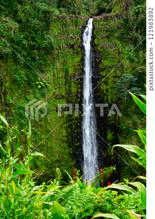High Akaka waterfall in the rainforest jungles in Hawaii island. 121983892
