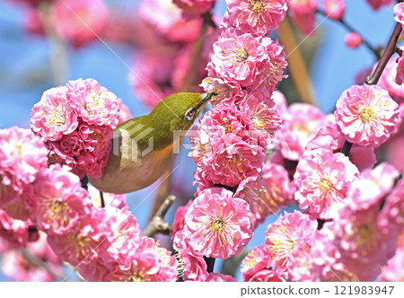 盛開的紅梅和白眼(春天的形象)(溫馨的形象) 盛開的紅梅和白眼(春天的形象)(溫馨的形象) 121983947
