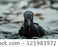 Seabird covered in oil products from oil spill following oil tanker accident 121983972