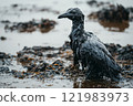 Seabird covered in oil products from oil spill following oil tanker accident 121983973