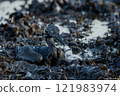 Seabird covered in oil products from oil spill following oil tanker accident 121983974