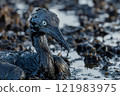 Seabird covered in oil products from oil spill following oil tanker accident 121983975