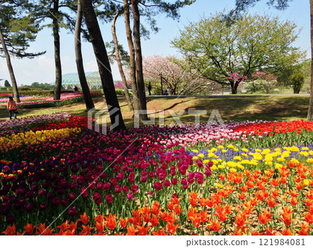 A cluster of tulips in the shade of the trees at Hitachinaka Seaside Park 121984081