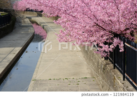 春天的京都淀區淀道頻道 121984119