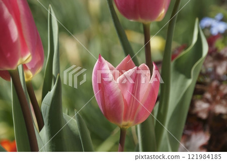 Tulip Tulip 121984185