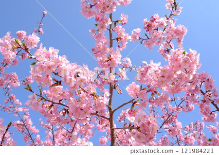 Image of Kawazu cherry blossoms against a blue sky Image of Kawazu cherry blossoms against a blue sky 121984221