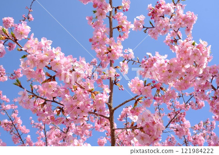 Image of Kawazu cherry blossoms against a blue sky Image of Kawazu cherry blossoms against a blue sky 121984222
