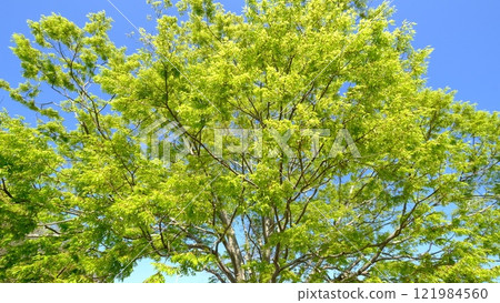 Image of blue sky and fresh greenery at Hiranosawa Pond Image of blue sky and fresh greenery at Hiranosawa Pond 121984560