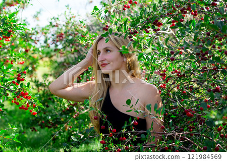 Blond lady is between branches with ripe sour cherries. 121984569