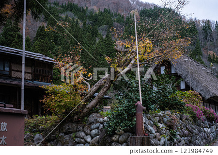 富山縣五箇山的深秋紅葉 富山縣五箇山的深秋紅葉 121984749