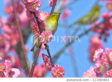 一隻繡眼鳥來到盛開的紅梅花叢中（春天的圖片）（溫馨的圖片） 121984801