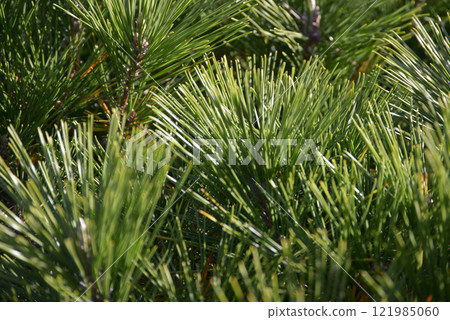 Matsuba leaf pattern 121985060