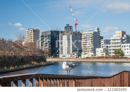 A black-headed gull perched on a railing along the river A black-headed gull perched on a railing along the river 121985095