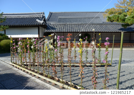 Saga chrysanthemums in the grounds of Daikakuji Temple, Saga, Ukyo Ward, Kyoto City 121985217