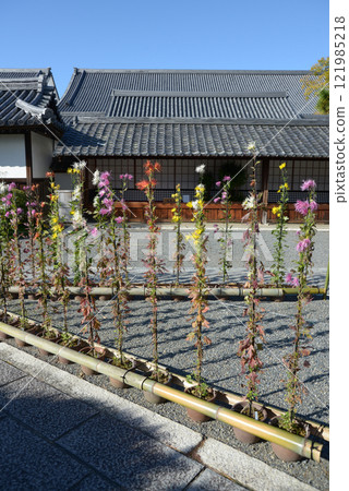 Saga chrysanthemums in the grounds of Daikakuji Temple, Saga, Ukyo Ward, Kyoto City 121985218