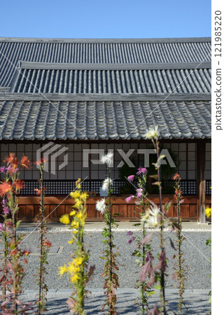 Saga chrysanthemums in the grounds of Daikakuji Temple, Saga, Ukyo Ward, Kyoto City 121985220
