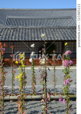 京都市右京區佐賀市大覺寺境內的佐賀菊 121985221