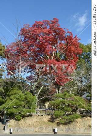 Autumn leaves in the grounds of Daikakuji Temple, Saga, Ukyo Ward, Kyoto City 121985256
