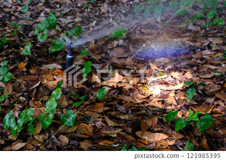 Cultivation of Abelmoschus nipponicus, sprinklers and rainbows 121985395