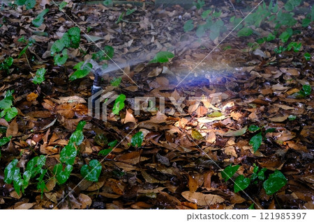 Cultivation of Abelmoschus nipponicus, sprinklers and rainbows Cultivation of Abelmoschus nipponicus, sprinklers and rainbows 121985397