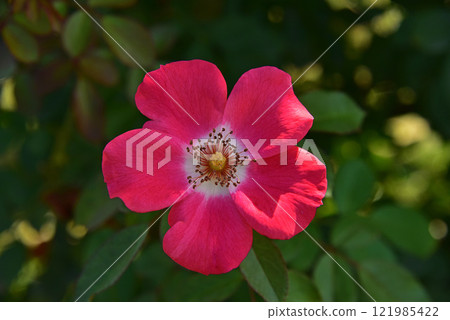 華麗的大麗花花 121985422