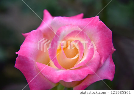 Rose flower 121985561