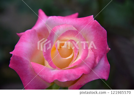 Rose flower Rose flower 121985570