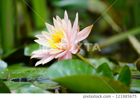 Lotus flower  121985675
