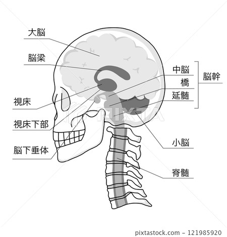 Illustration of a cross section of the brain, skull, and cervical vertebrae in a horizontal position and the names of each part of the brain 121985920