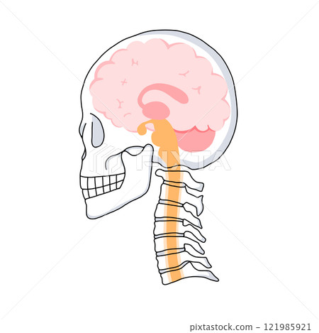 Illustration of a cross section of the brain, skull, and cervical vertebrae in a horizontal position and the names of each part of the brain 121985921
