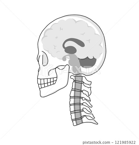 Illustration of a cross section of the brain, skull, and cervical vertebrae in a horizontal position and the names of each part of the brain Illustration of a cross section of the brain, skull, and cervical vertebrae in a horizontal position and the names of each part of the brain 121985922