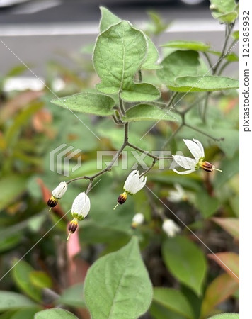 Roadside bulbuls with different flowering stages Roadside bulbuls with different flowering stages 121985932