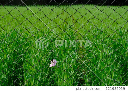 隨風飄揚的花瓣附著在鐵絲網上的圖片素材 121986039