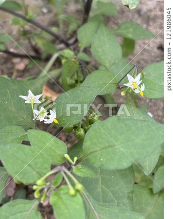 星形花酸漿在私人住宅的入口附近綻放。 星形花酸漿在私人住宅的入口附近綻放。 121986045